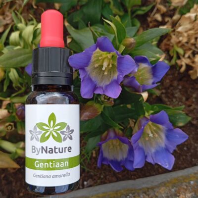 Gentiaan