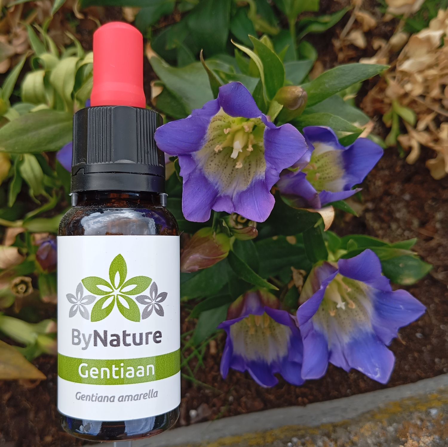 Gentiaan