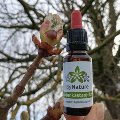 Paardenkastanje Knop