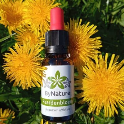 Paardenbloem